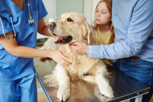 Comprehensive Pet Medication Administration Guide