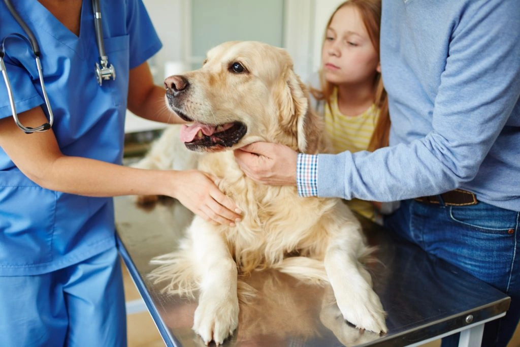 Comprehensive Pet Medication Administration Guide